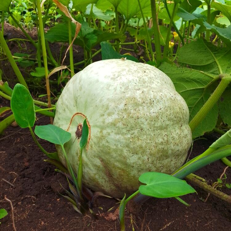 tete de melon en plein croissance